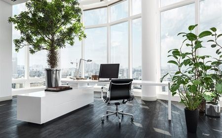 What type of office plant best suits your office?