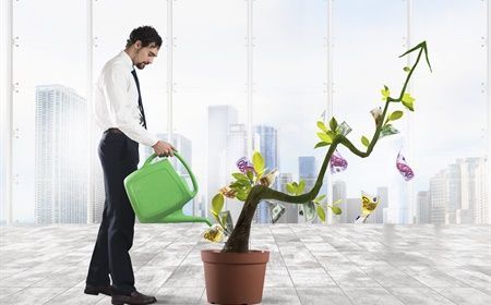 How plants increase productivity & creativity in the office?