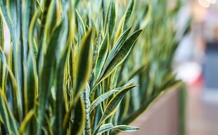 7 plants that survive in any office
