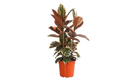 De Ficus Elastica Belize als kantoorplant kopen of huren