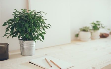 Quelles sont les espèces végétales faciles à utiliser au bureau ?