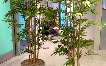 Why fake plants are becoming increasingly popular