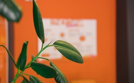 6 x plants that can take heat well
