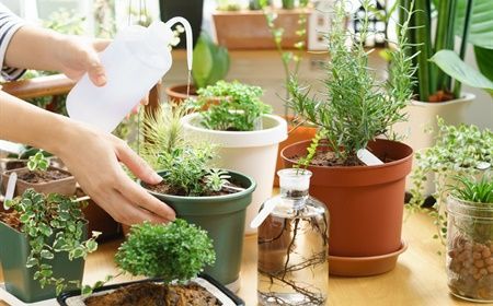 Summer maintenance company plants: have your plants maintained during the furlough season